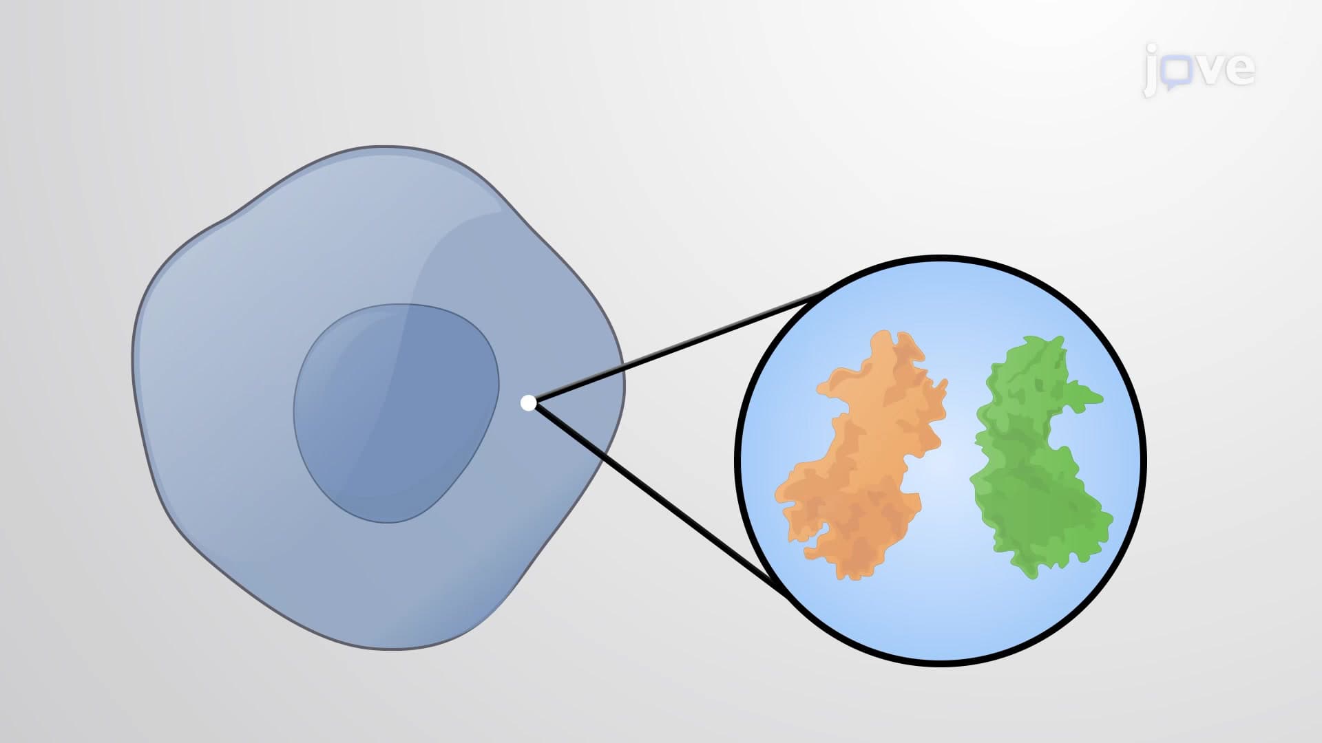 NF-kB-dependent Signaling Pathway