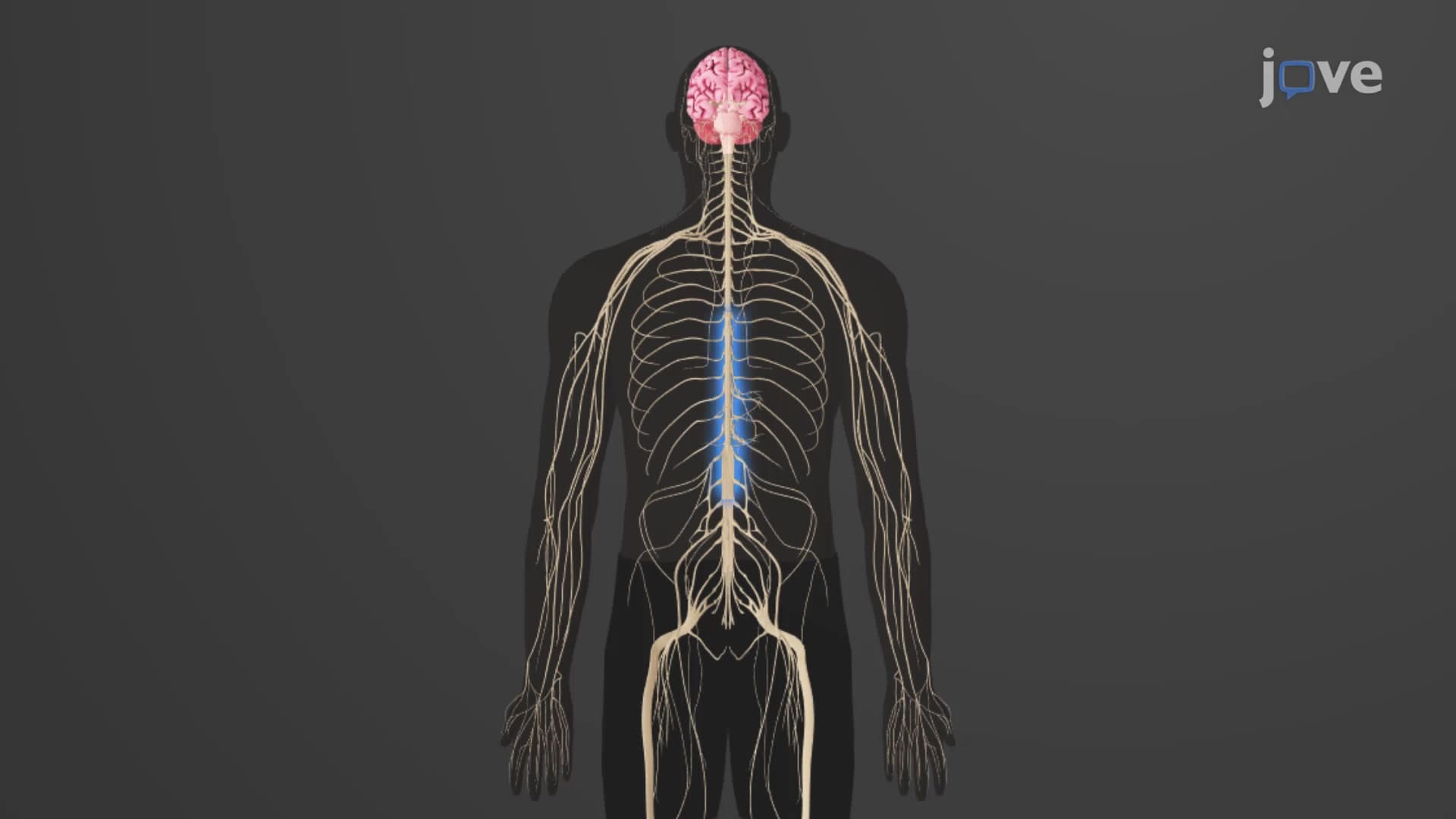 Drugs Acting on Autonomic Ganglia: Stimulants