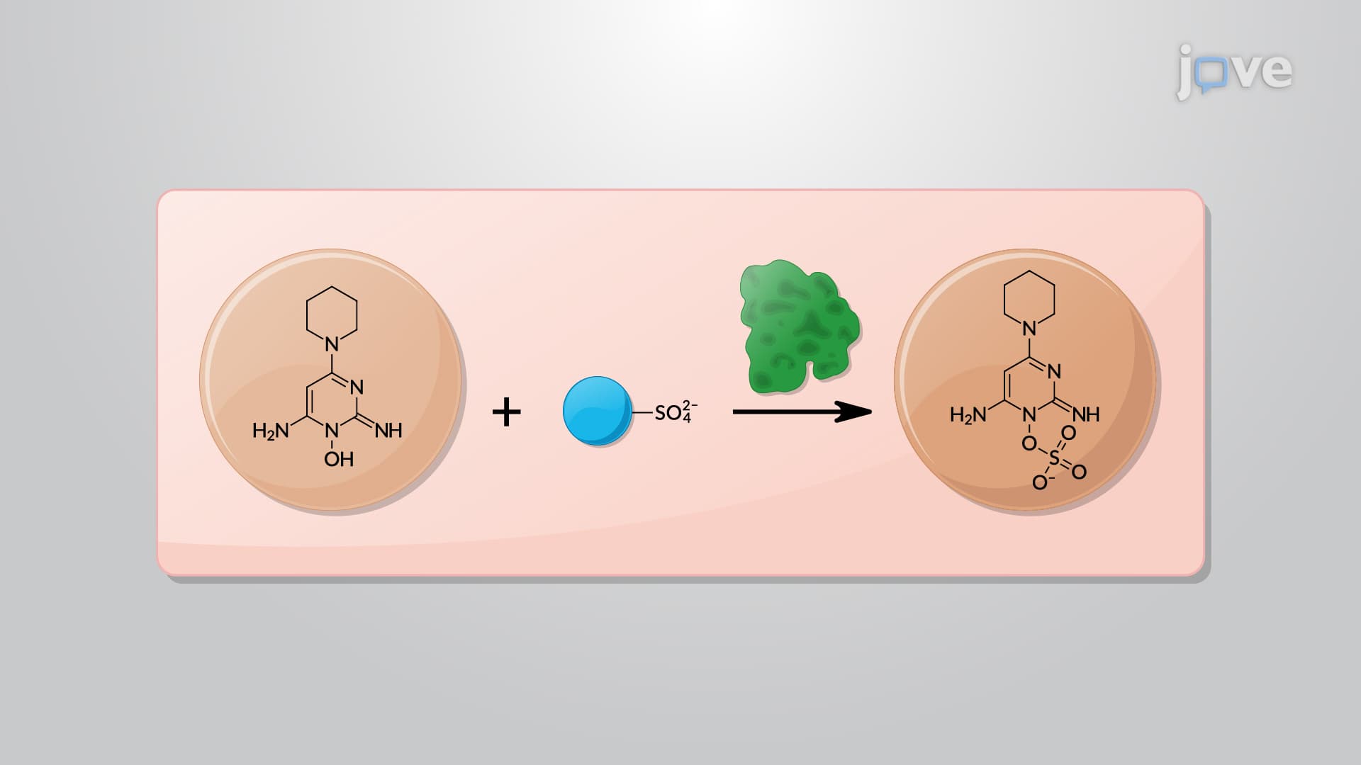 Phase II Reactions: Sulfation and Conjugation with α-Amino Acids